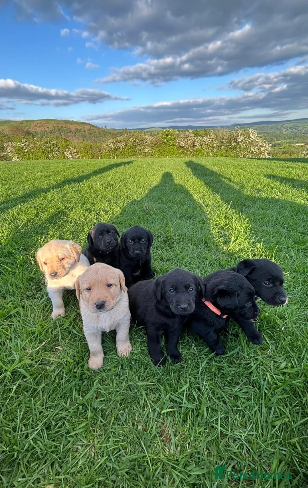 Labrador Retriever dogs for sale: 8 Labrador puppies for sale - Advert 1