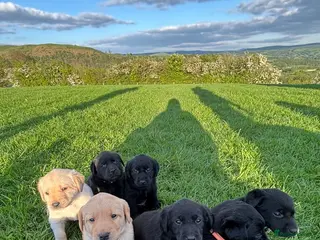 Labrador Retriever dogs 8 Labrador puppies for sale - Advert 1