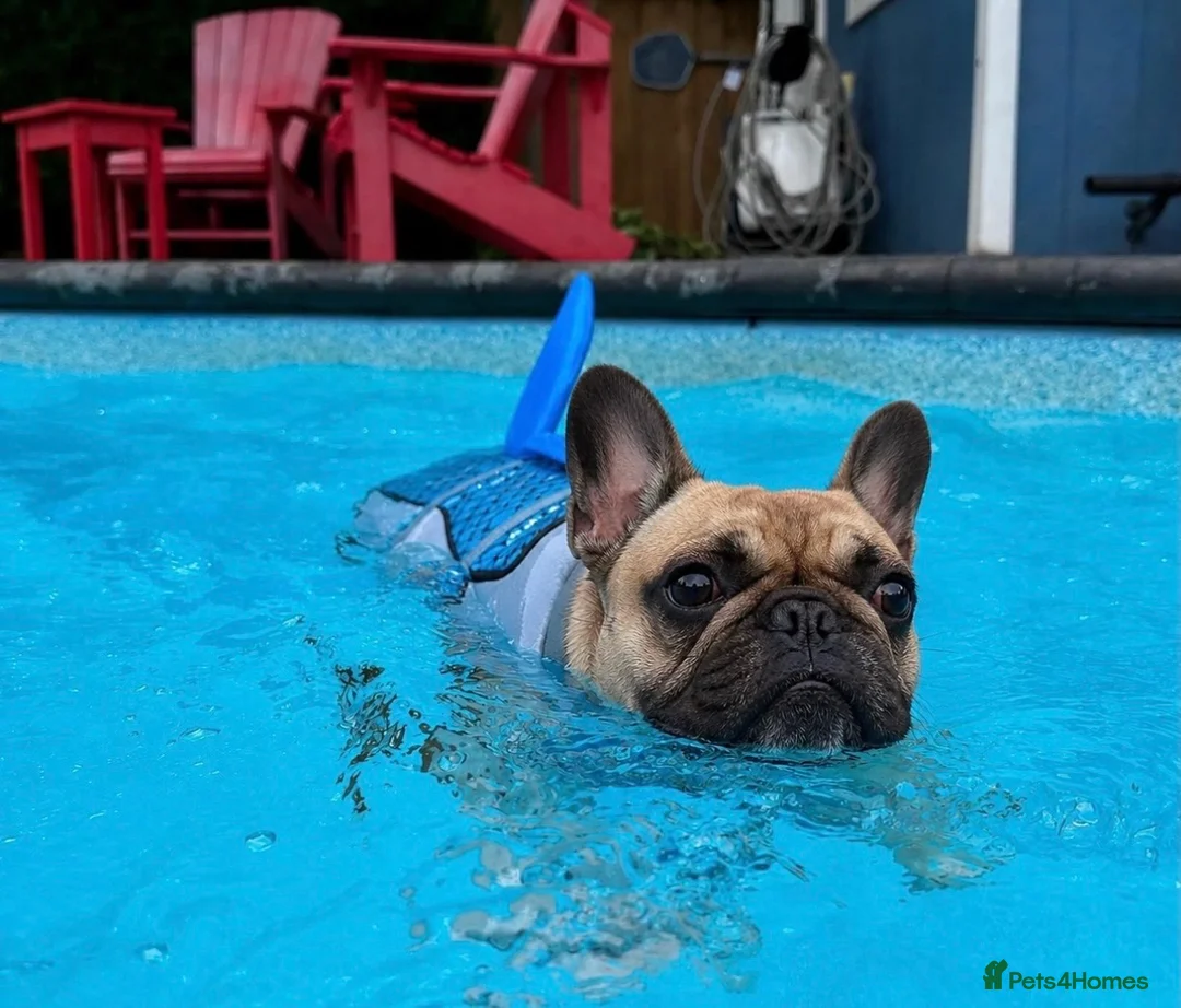 French Bulldog dogs for sale: Marion - Advert 1