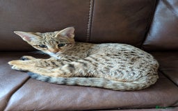 Savannah cats for sale: Tica reg  Savannah F3 HP - Image 2