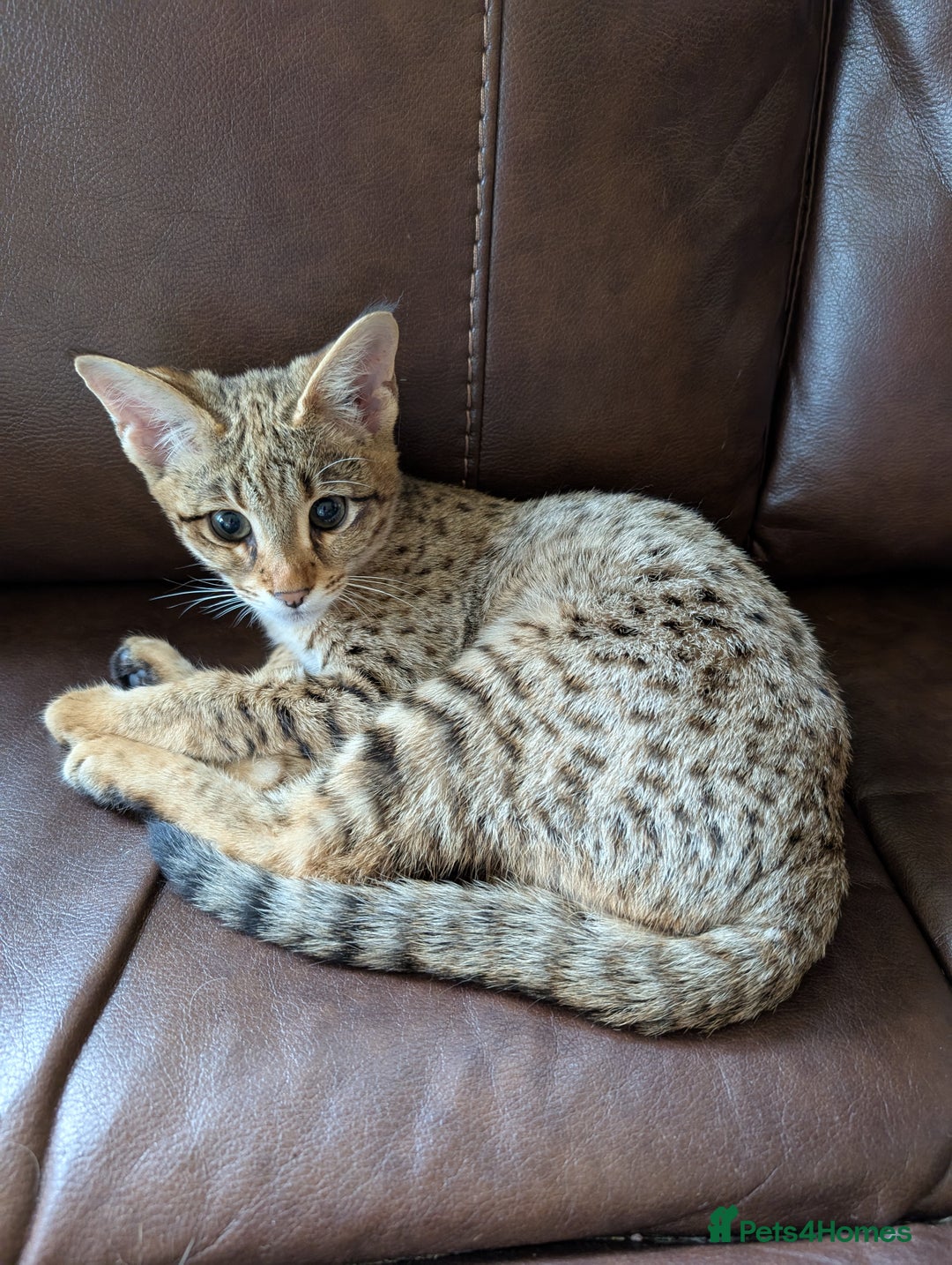 Savannah cats for sale: Tica reg  Savannah F3 HP - Image 2