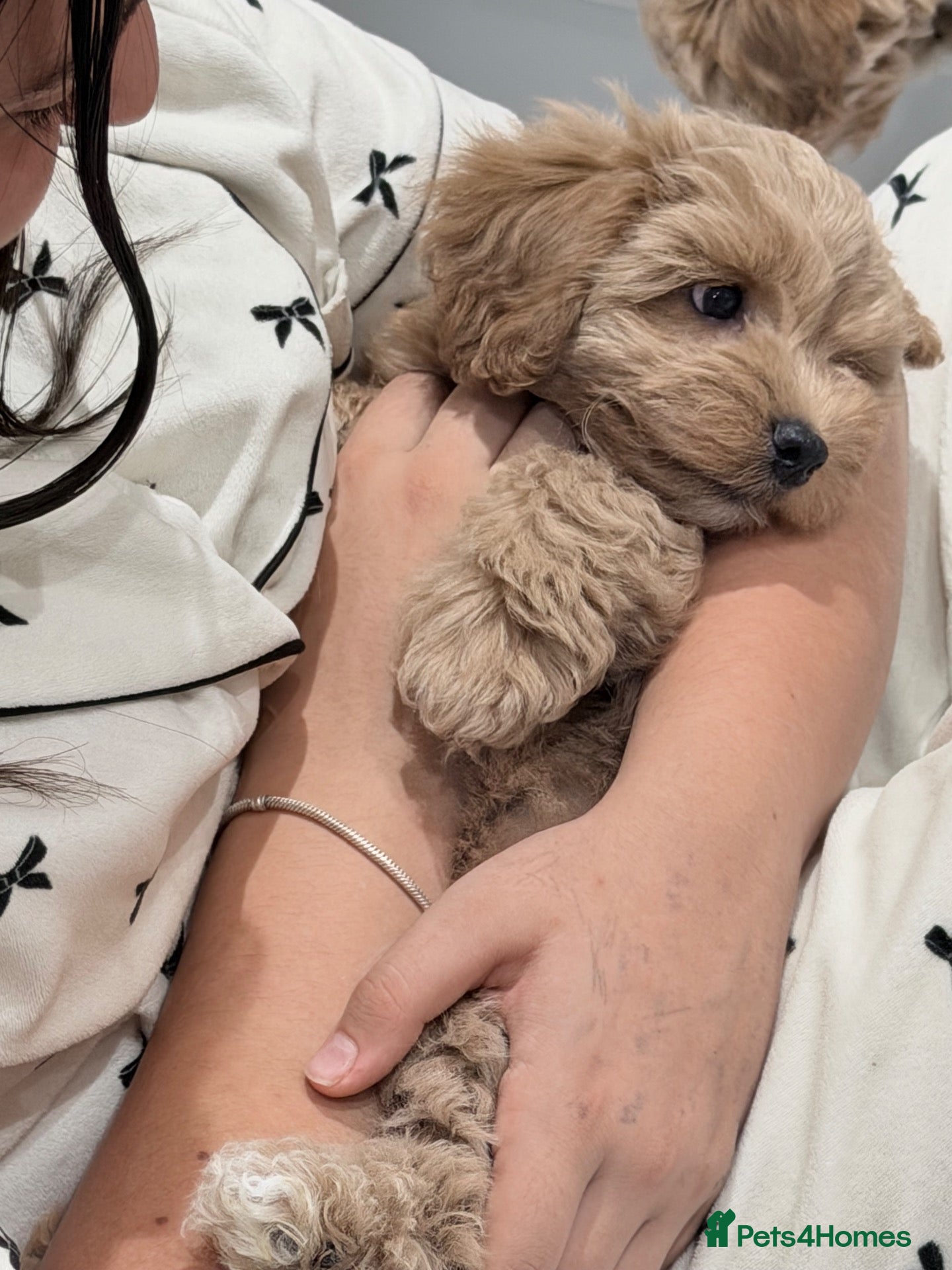 Shihpoo dogs READY NOW, Cute Toy poodle x Shihpoo puppies  - Advert 2