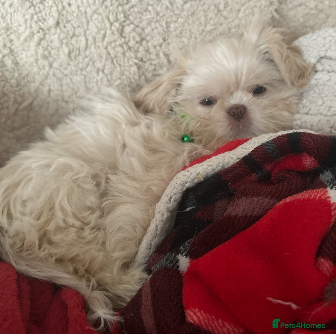 Shih Tzu dogs for sale: Lavender White Imperial Shih Tzu Puppies - Advert 37