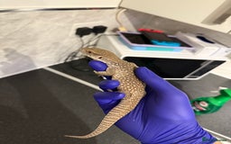 Monitor reptiles for sale: Baby savanna monitor for sale  - Image 3