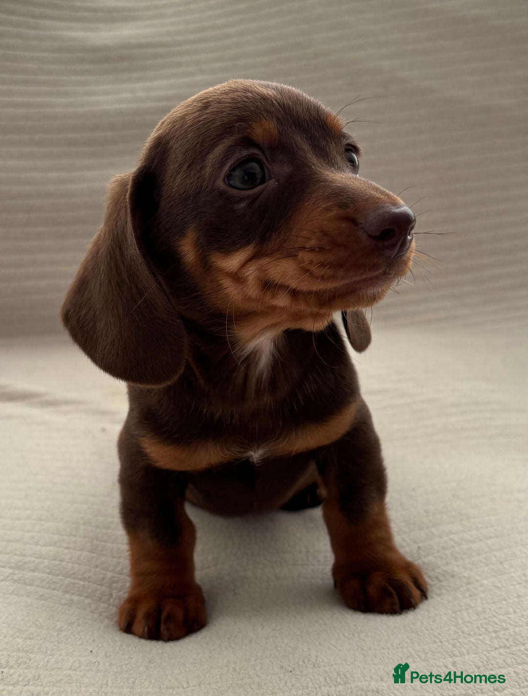 Miniature Dachshund dogs for sale: Gorgeous rainbow litter of miniature dachshund’  - Image 4