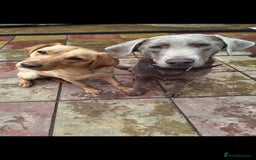 Labrador Retriever dogs for sale: puppies - Image 3