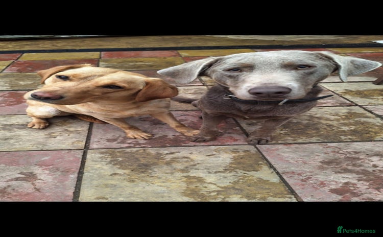 Labrador Retriever dogs - Advert 15