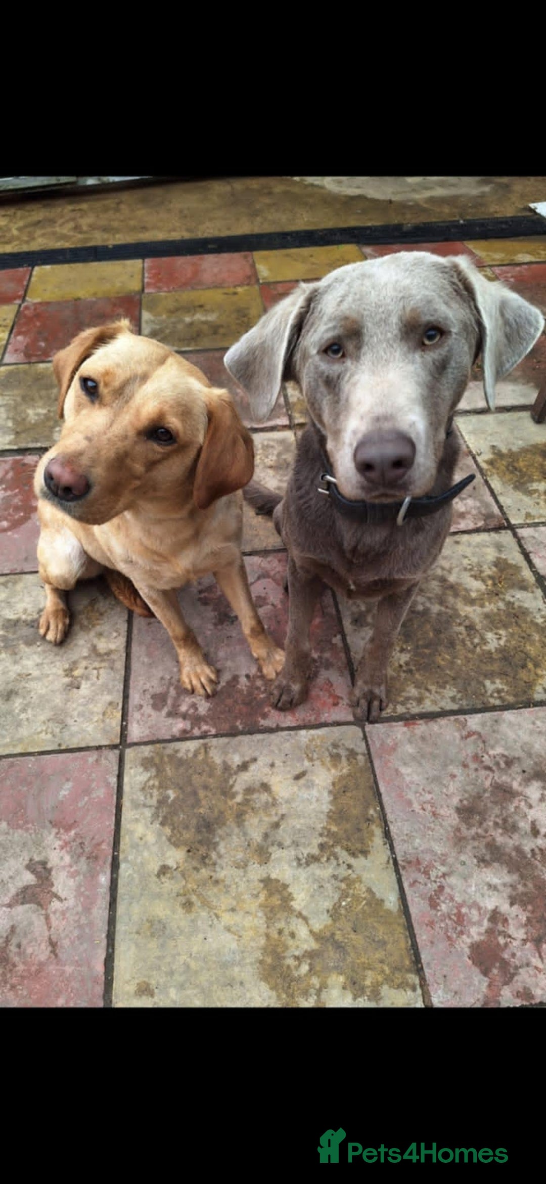 Labrador Retriever dogs for sale: puppies - Image 3
