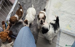 Shih Tzu dogs for sale: Last two puppies from liter 🐶🐶 - Image 5