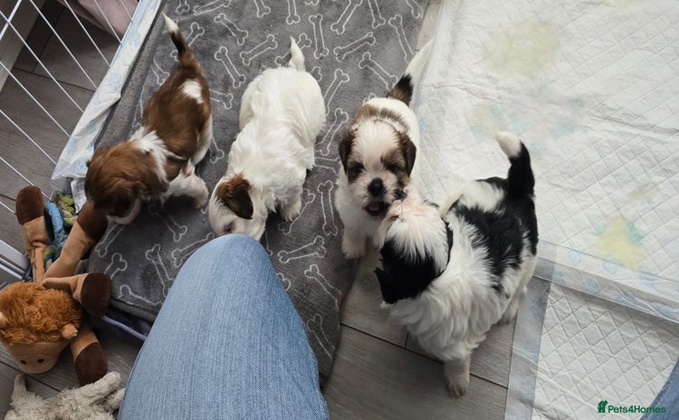 Shih Tzu dogs - Advert 10