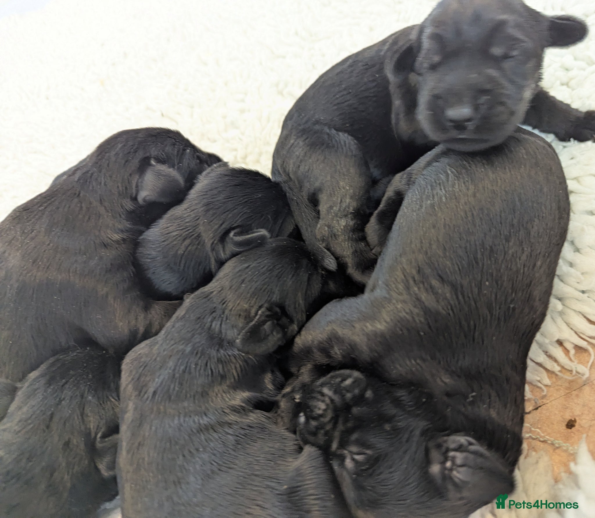 Giant Schnauzer dogs Health Tested Black Giant Schnauzer Puppies - Advert 1