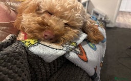 Mixed Breed dogs for sale: Beautiful cockerpoo girl dog - Image 1