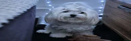 Maltese dogs for sale: 🐶4 Beautiful Maltese Puppies – 3 Boys & 1 Girl - Advert 26