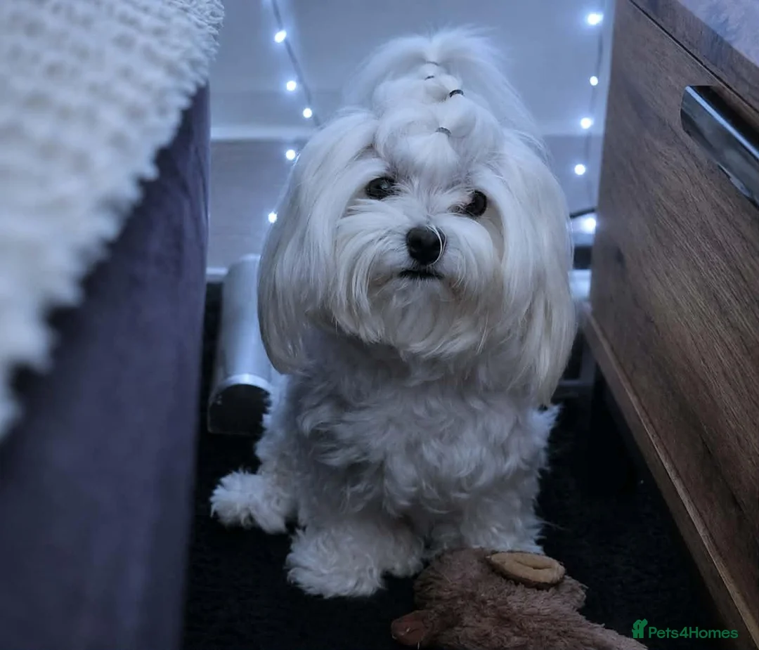 Maltese dogs for sale: 🐶4 Beautiful Maltese Puppies – 3 Boys & 1 Girl - Advert 26