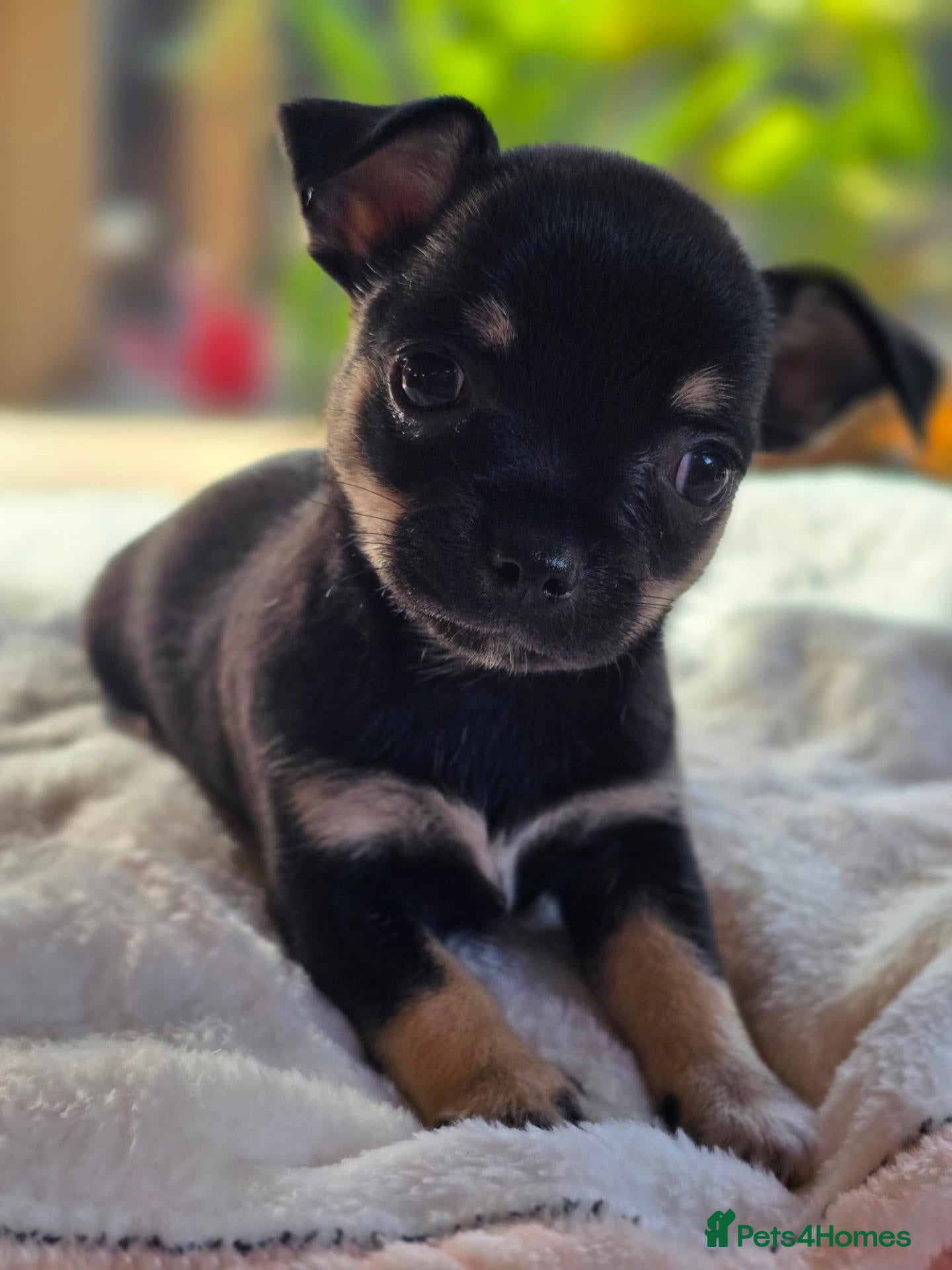 Chihuahua dogs Gorgeous Chiuahaha pups! - Advert 2