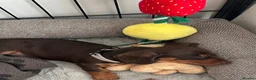 Miniature Dachshund dogs for sale: Gorgeous KC reg miniature dachshund puppies  - Advert 3