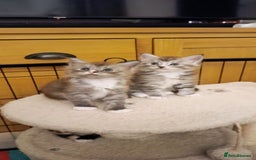Maine Coon cats for sale: 🌟 Maine Coon Kittens Looking for Loving Homes 🌟 - Image 2