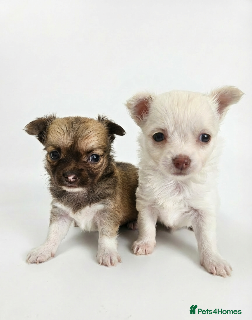 Chihuahua dogs 🐶 Chihuahua Puppies Looking for Loving Homes 🏡 - Advert 12