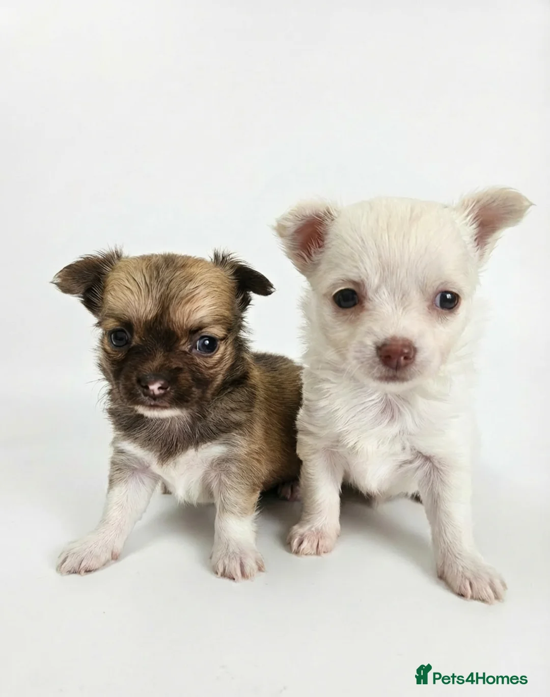 Chihuahua dogs for sale: 🐶 Chihuahua Puppies Looking for Loving Homes 🏡 - Advert 1