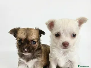 Chihuahua dogs 🐶 Chihuahua Puppies Looking for Loving Homes 🏡 - Advert 12