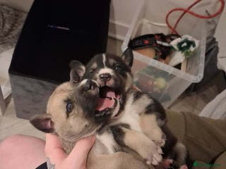 Mixed Breed dogs Agouti Husky Cross puppies - Advert 16