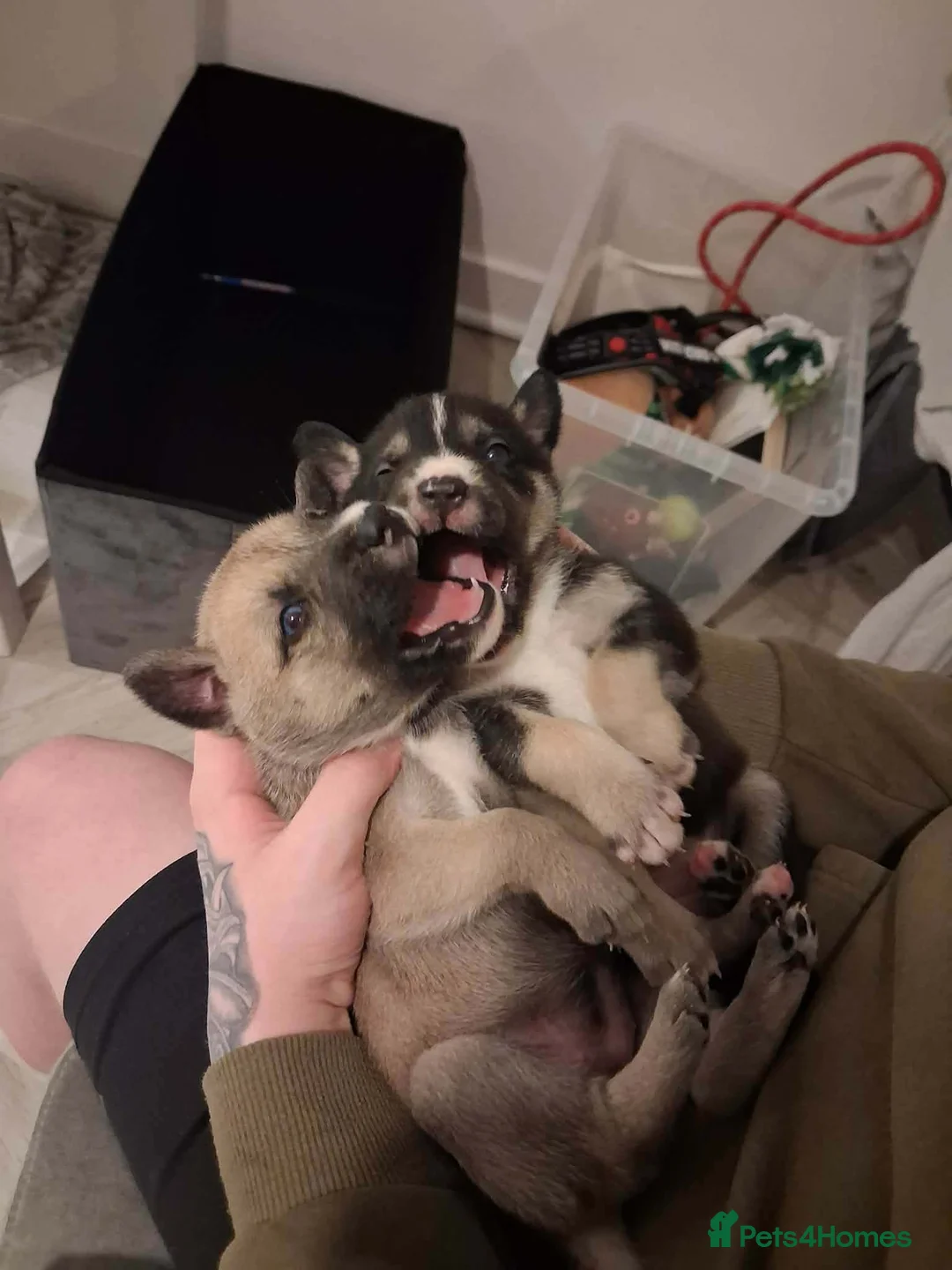 Mixed Breed dogs for sale: Agouti Husky Cross puppies  - Advert 1