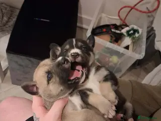 Mixed Breed dogs Agouti Husky Cross puppies - Advert 19