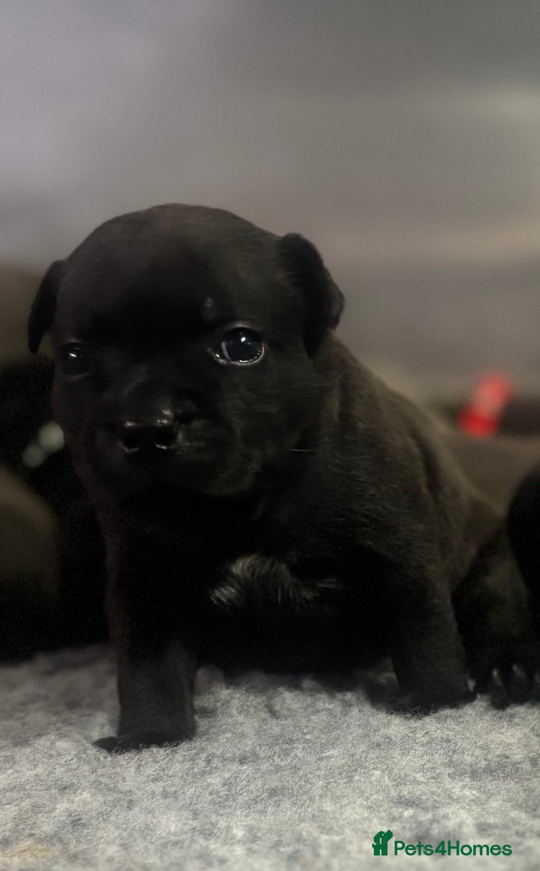 Staffordshire Bull Terrier dogs for sale: Paws Above The Rest  - Image 13