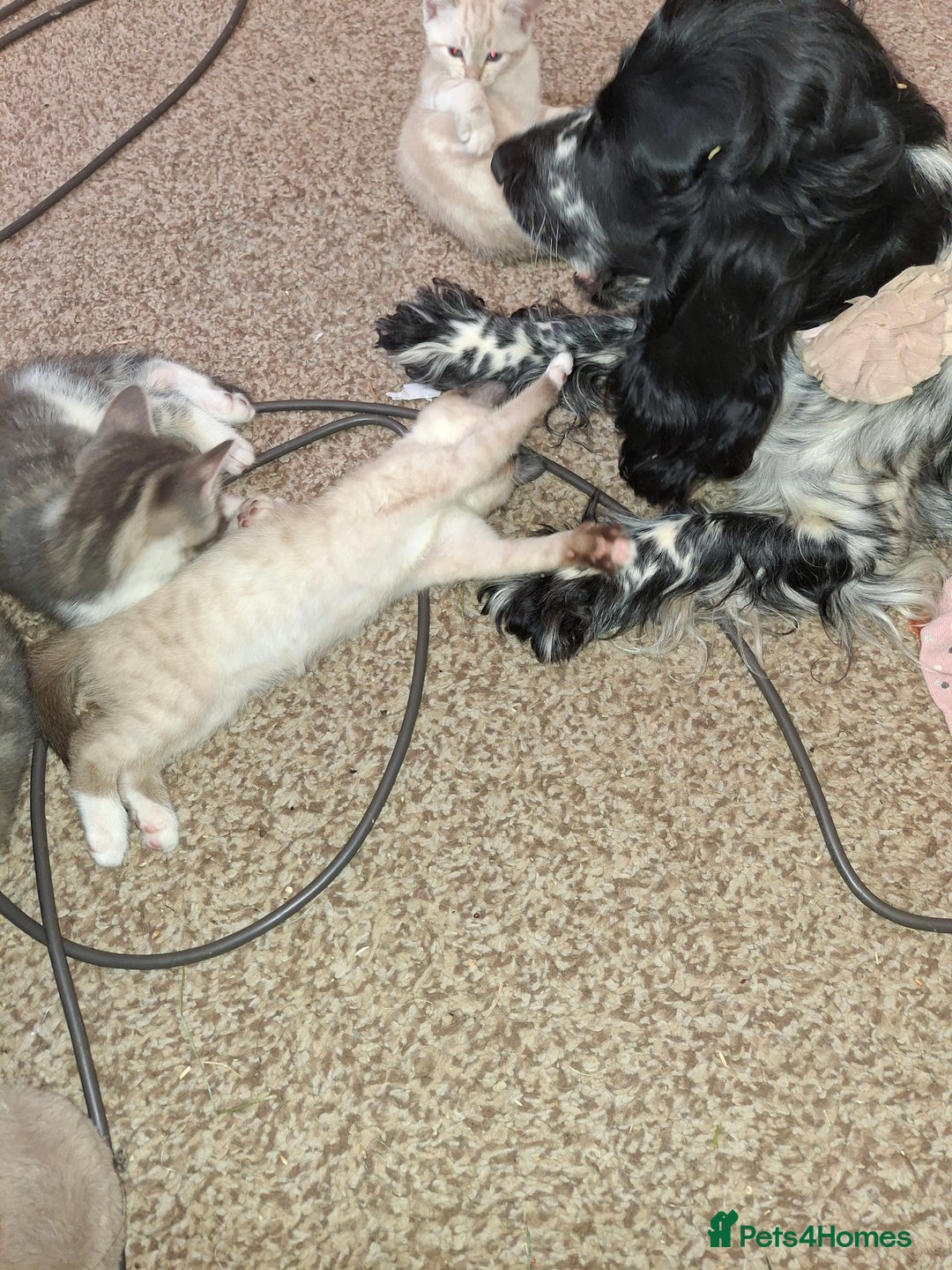 Mixed Breed cats for sale: Gorgeous and rare colour kittens 8weeks ready now - Image 8