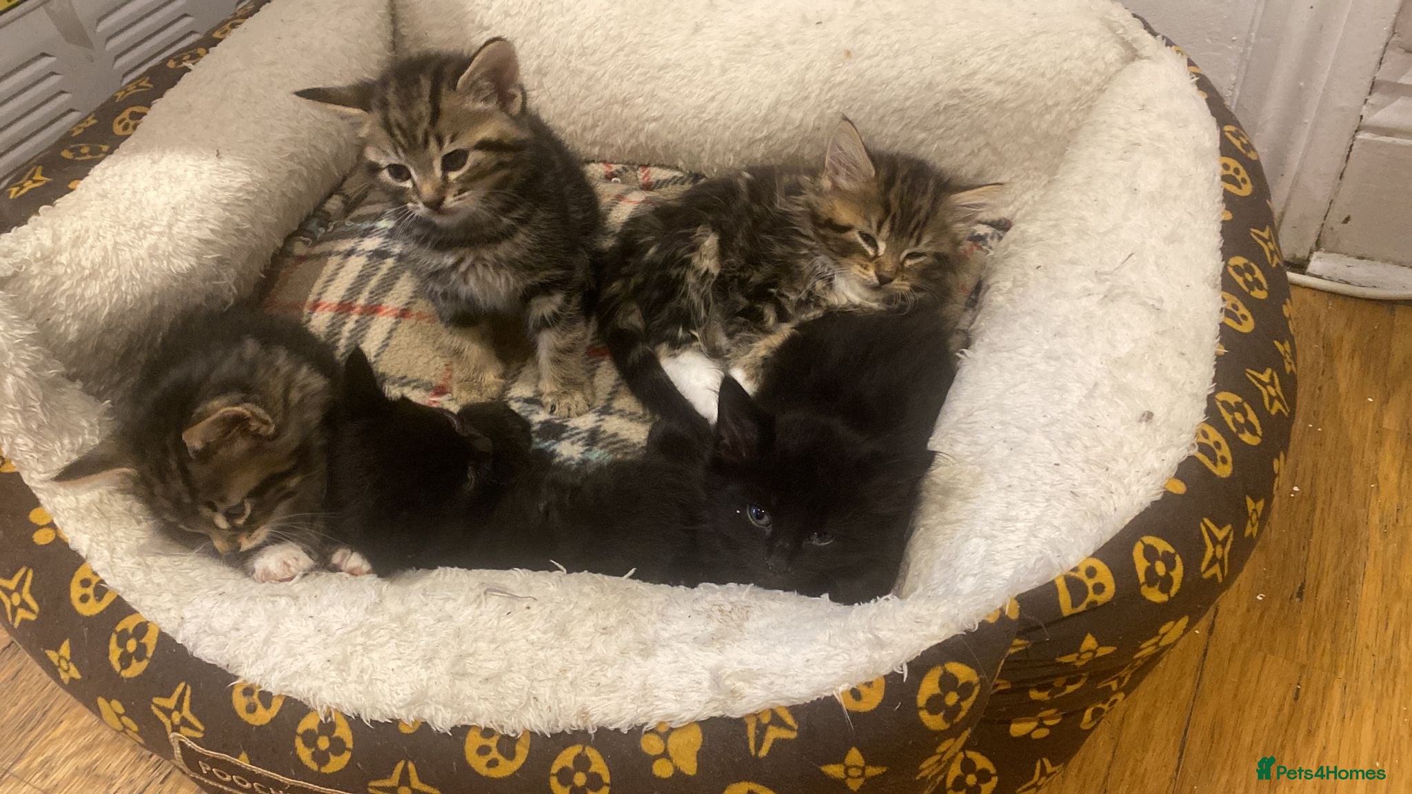 Mixed Breed cats 🐾 5 Gorgeous Kittens for Sale 🐾 - Advert 2
