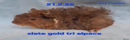 Guinea Pig rodents for sale: Purebred Alpaca guinea pig boars - Advert 3