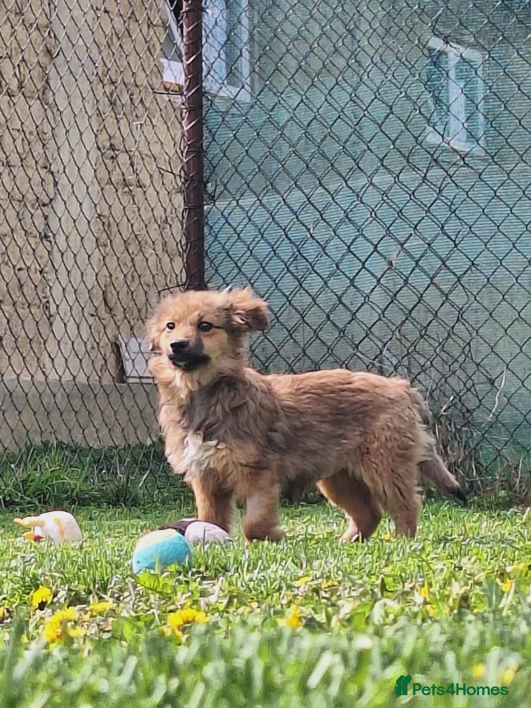 Mixed Breed dogs for adoption: Blossom for adoption in London - Advert 2