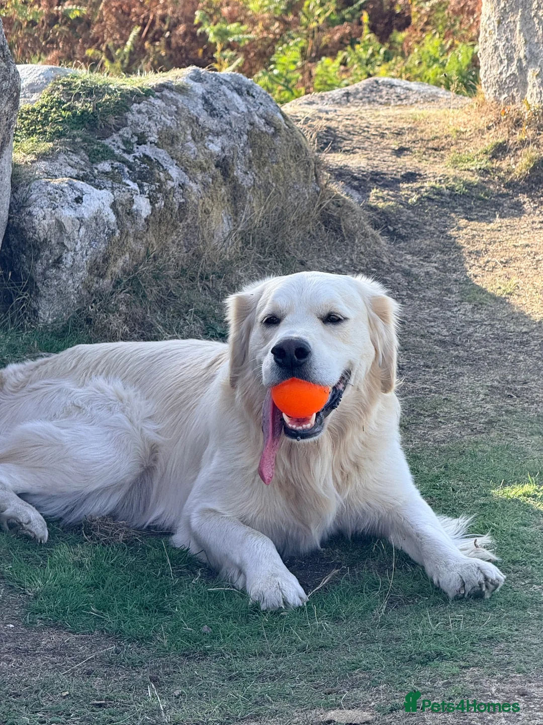 Golden Retriever dogs for sale: 🐾 Golden Retriever Puppies Due Any Day 🐾 in Hull - Advert 4