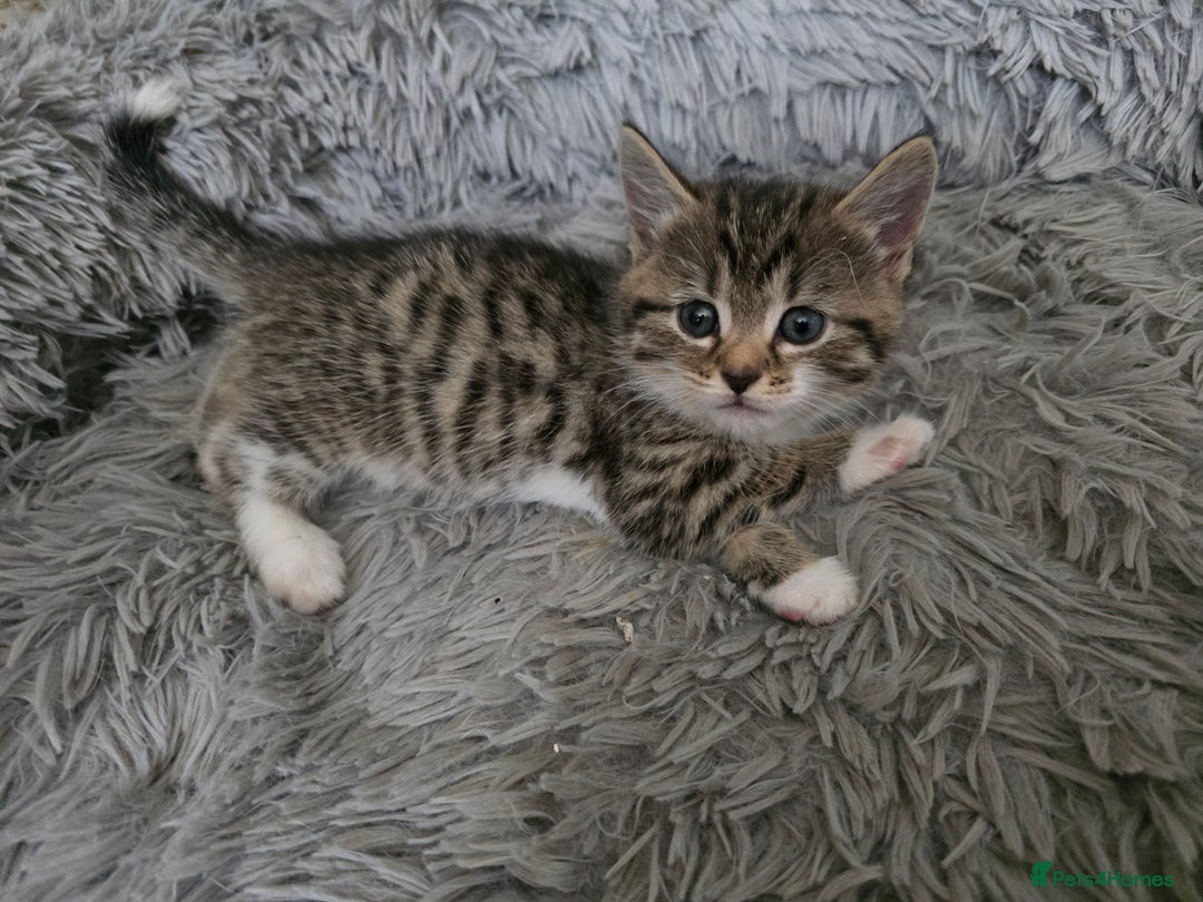 British Longhair cats for sale: 🐾 ADORABLE KITTENS FOR SALE 🐾 - Image 5