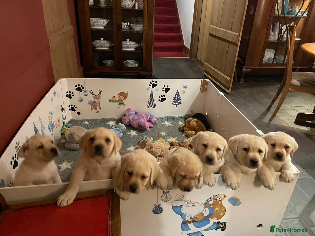 Labrador Retriever dogs for sale: Fabulous KC Champion Lines Labrador Puppies - Advert 3