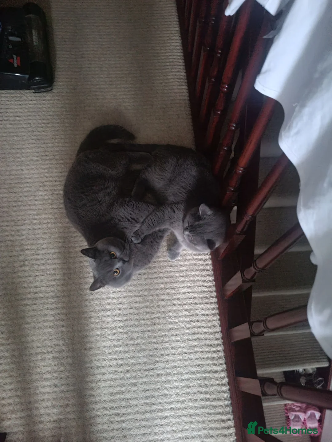 British Shorthair cats for sale: Absolutely beautiful pedigree British short hair  in Huddersfield - Advert 6