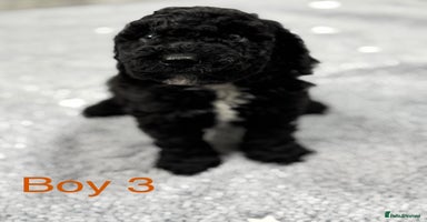 Cockapoo dogs - Advert 1