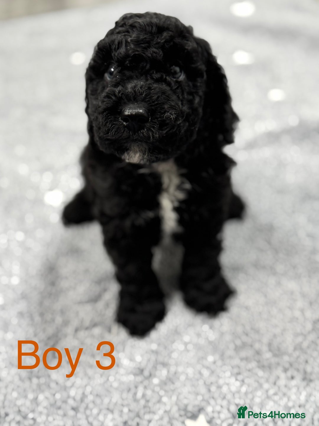 Cockapoo dogs for sale: Outstanding Cockapoos Fully Health Tested  - Image 3