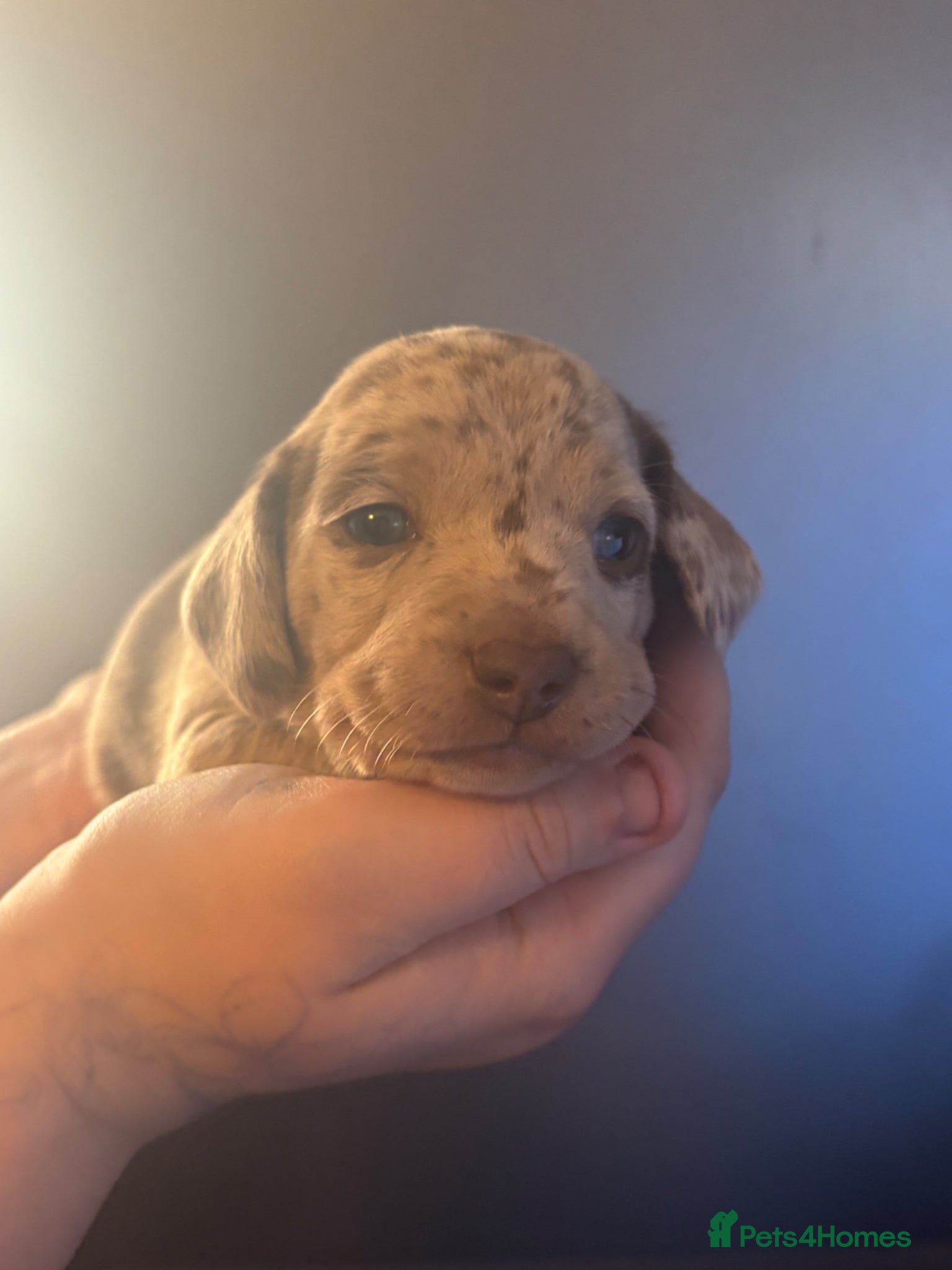 Miniature Dachshund dogs 🐾 Miniature Dachshund Puppies 2 Girls left 🐾 - Advert 16