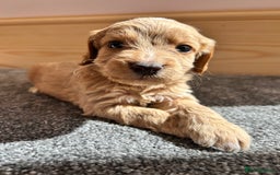 Cockapoo dogs for sale:  🐾F1 Cockapoo Puppies🐾READY NOW🐾 - Image 14