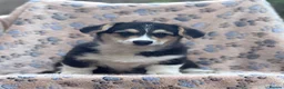 Welsh Corgi Pembroke dogs for sale: Quality Corgi pups waiting lovely homes - Advert 13