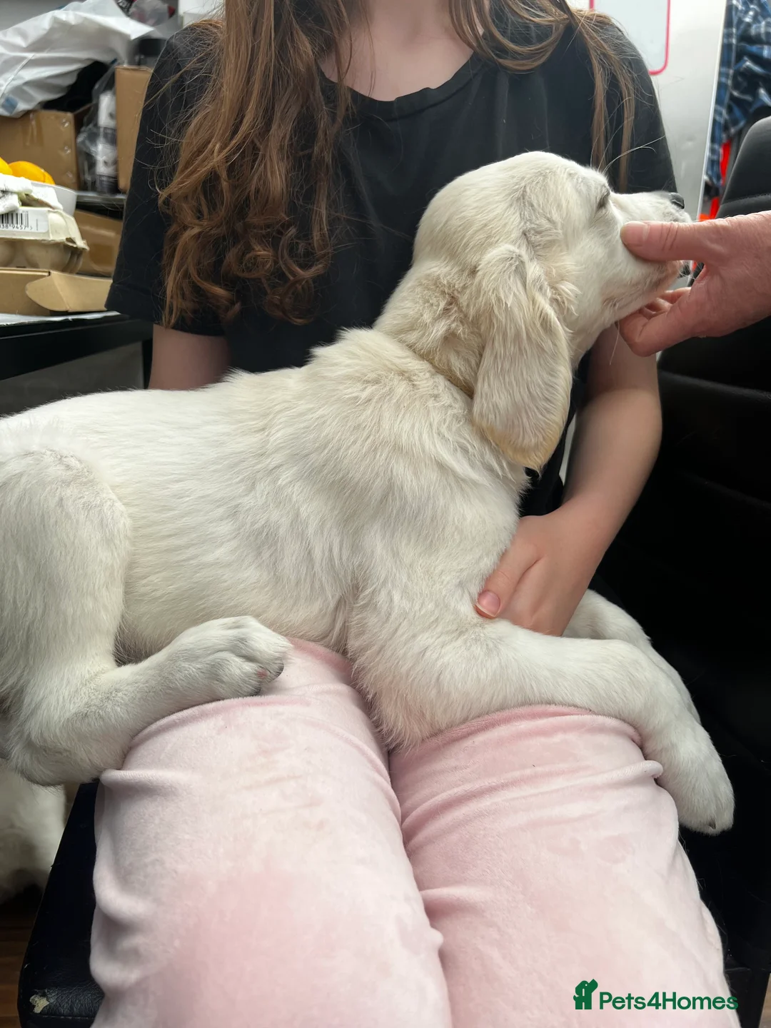 Golden Retriever dogs for sale: 2 golden retriever puppies ready for a new home - Advert 16