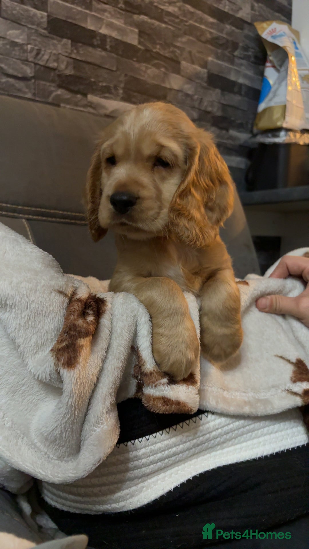 Cocker Spaniel dogs for sale: Show type cocker spaniel  - Advert 7