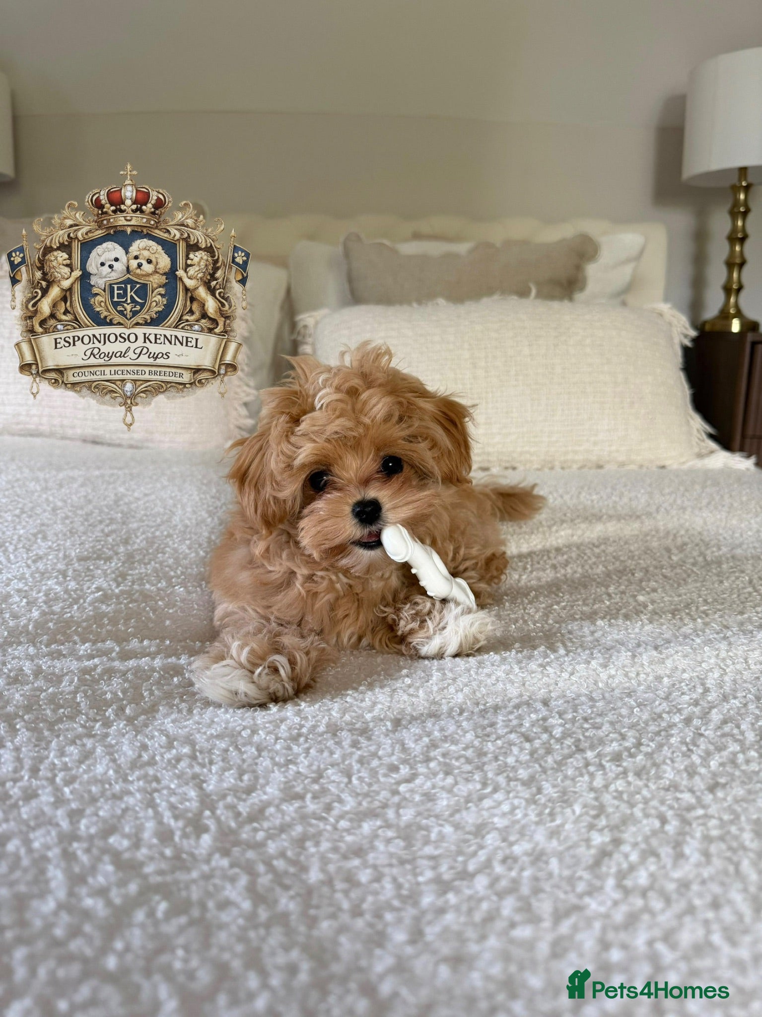 Maltipoo dogs 👑 ESPONJOSO Asian Maltipoo 4⭐ Council Licensed 👑 - Advert 1