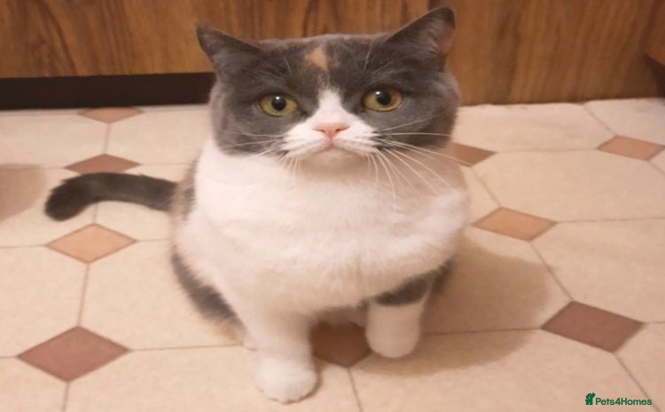 Scottish Fold cats - Advert 2