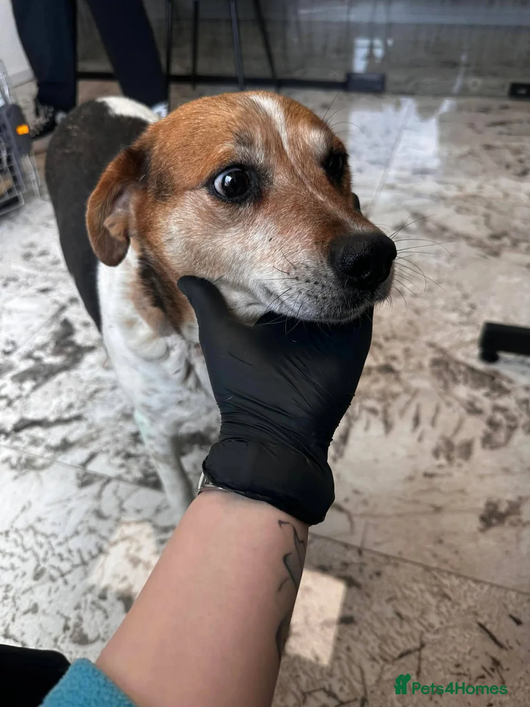 Mixed Breed dogs for adoption: Beauty for adoption in Hastings - Advert 2