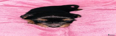 Yorkshire Terrier 5