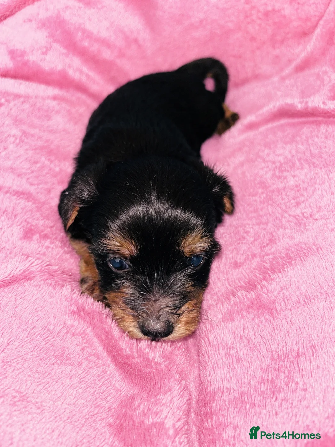Yorkshire Terrier dogs for sale: Beautiful Yorkshire terrier puppies 🐶  in Poole - Advert 2