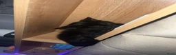 Mixed Breed cats for sale: Black kitten gray stripes - Advert 4