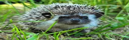 Pygmy Hedgehog rodents for sale: African Pygmy Hedgehog Hoglets - Advert 10